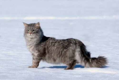 sibirisk katt allergi